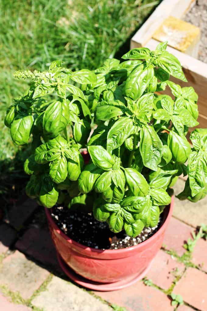 Basil plant